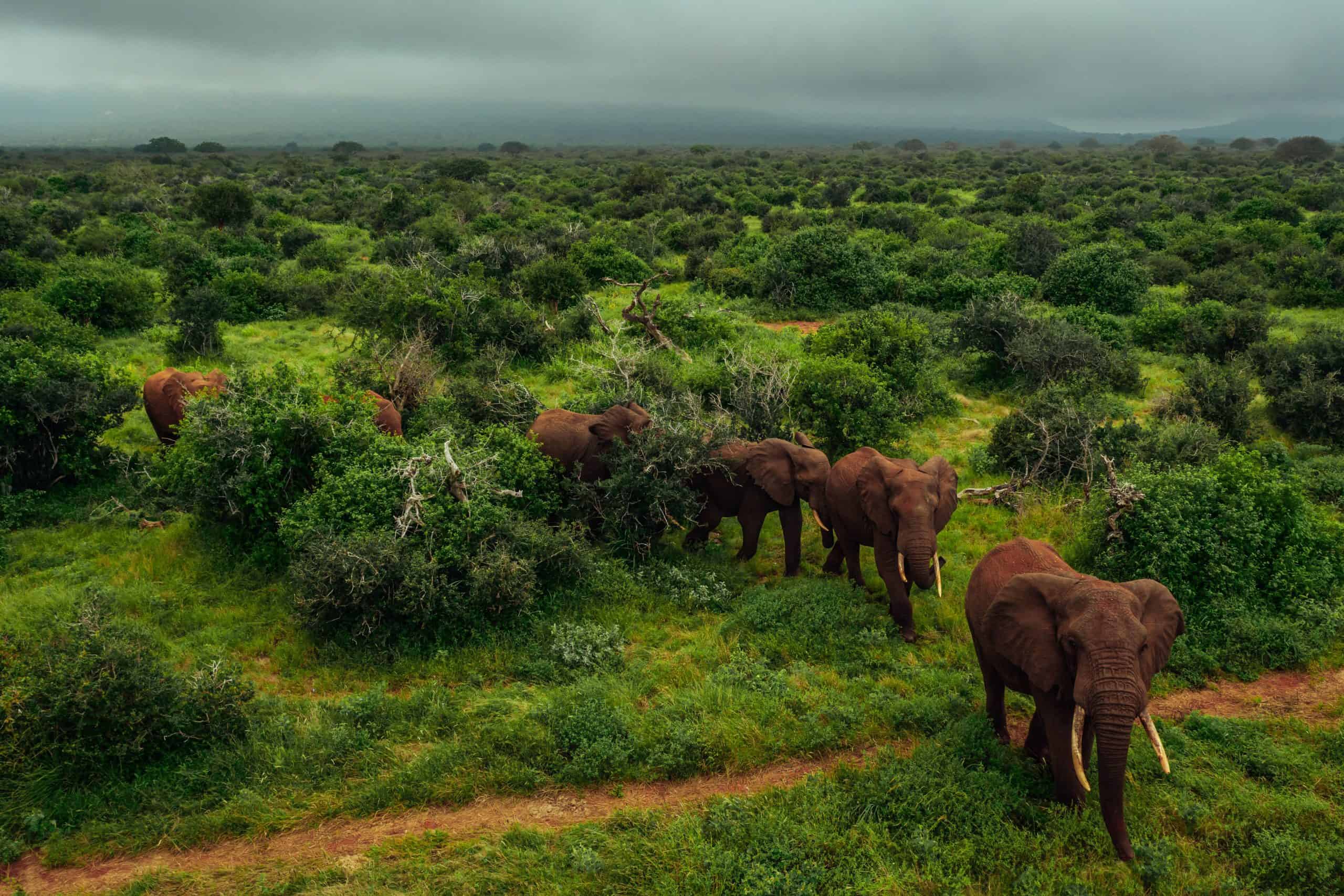 Kasigau Wildlife Sanctuary